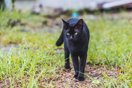 A black cat with yellow eyes is standing on the grass in the garden.の写真素材