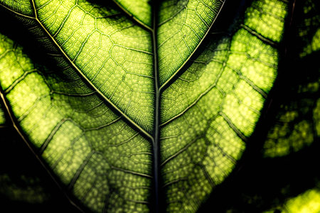 Close up of a green leaf with veins and veins. Macro photography.の写真素材