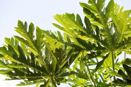 Papaya leaves against the blue sky, close-up.