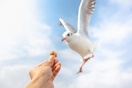 Feeding seagull with bread on the background of blue skyの写真素材