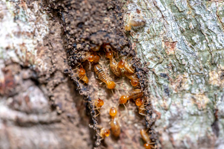 Close up termites on tree in the forest,Thailand.の写真素材