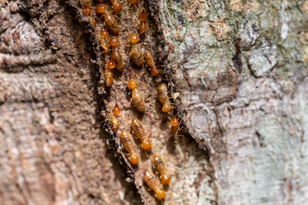 Close up termites on tree in the garden. Macro shot.の写真素材