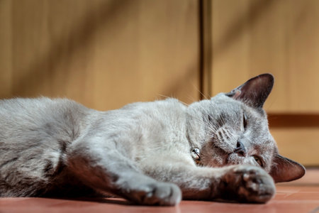 Sleeping cat on the floor in the room, stock photoの写真素材