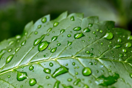 Water droplets on green leaf macro close up. Nature background.