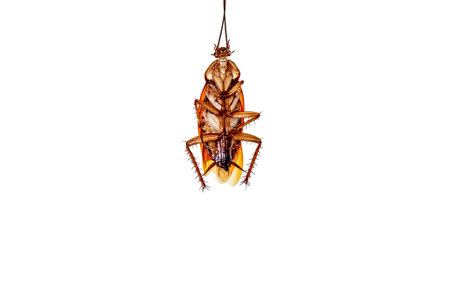 Dead cockroach hanging on a rope. Isolated on white background.