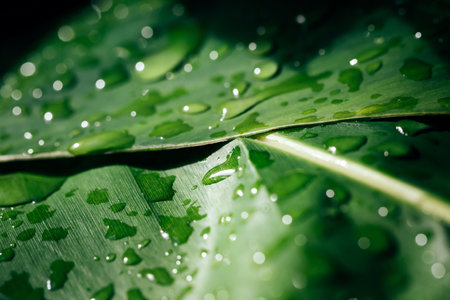 Water drops on green leaf. Nature background. Close-up.