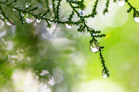 Drops of dew on the branches of a thujaの写真素材