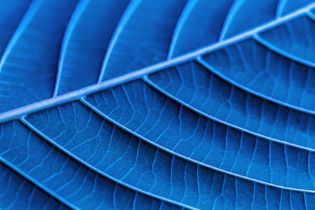 Close up of blue leaf texture background. Macro image of leaf texture.