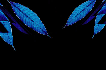 Blue leaves on black background with copy space. Minimal concept.の写真素材