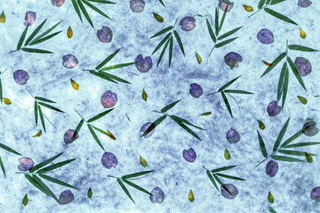 Background of blue crocus flowers and green leaves on a white snow