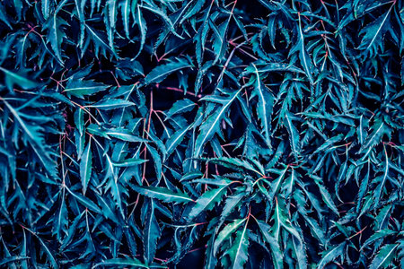 Close up of green leaves background, Thailand. (Selective focus)
