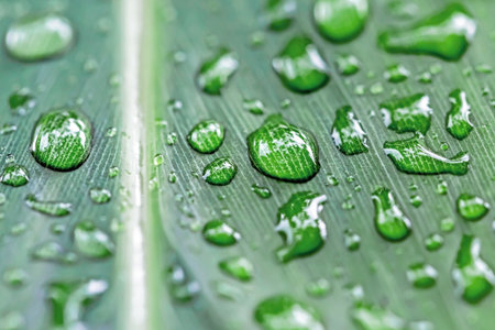 Water drops on green leaf. Macro closeup. Natural background.
