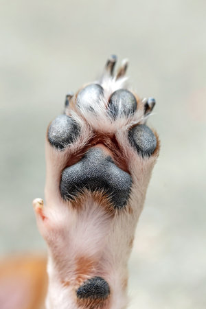 Close up of dog's paw with black nails, shallow depth of field