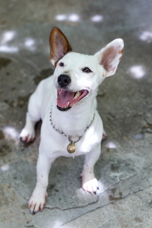 White dog on the floor in the park, Thailand. Selective focus.