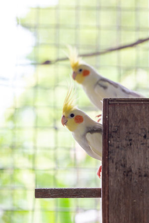 Cockatiel parrot in the cage, Lovebird.の写真素材