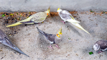 Cockatiel parrots on the concrete floor in the park