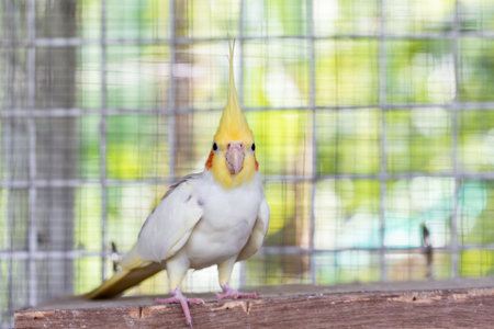 Yellow Cockatiel in a cage on a wooden background, bird in a cageの写真素材