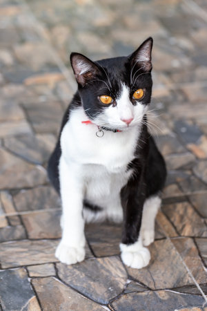 Black and white cat sitting on the tile floor in the street.の写真素材