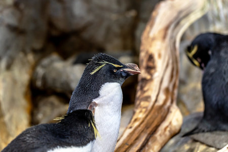 Rockhopper penguin (Eudyptes chrysocome)の写真素材