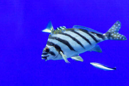 tropical fish in a blue water aquarium, closeup of photoの写真素材