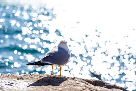 Seagull standing on a stone with the sea in the backgroundの写真素材