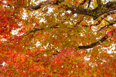 Maple leaves in autumn season in Japan for adv or others purpose use
