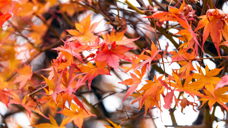 Maple leaf in autumn season, Japan. Colorful leaves background.