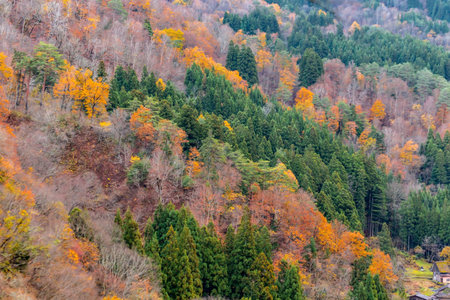 Autumn forest in the mountains. Colorful foliage in the mountains.の写真素材