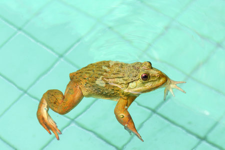 Frog floating in the pool, close-up of a frog
