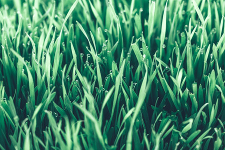 Green grass with dew drops close-up. Natural background.の写真素材