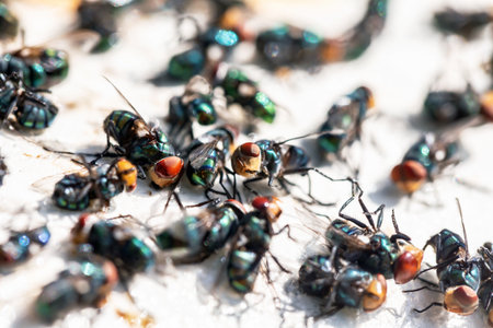 Close up of a lot of flies on the white sand. Macroの写真素材