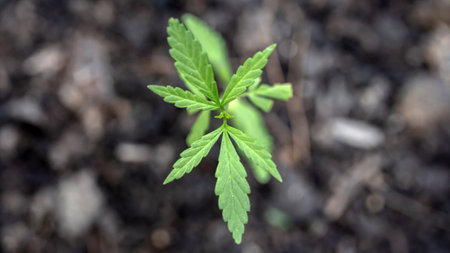 Cannabis seedling in the ground close-up. Growing cannabis indica.