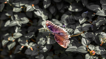 Butterfly on green leaf in the garden. (Selective focus)の写真素材