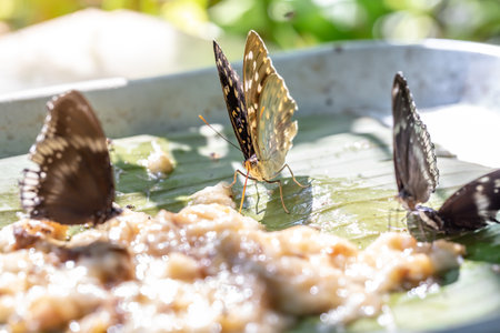 Butterfly on oatmeal porridge in the garden, Thailand.