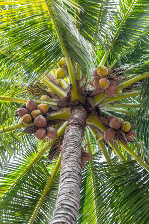 Coconut tree with ripe coconuts on the palm tree
