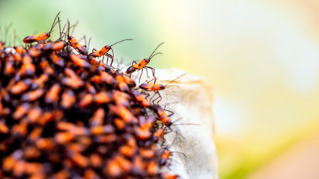 Close up of a group of firebugs on a stone in nature