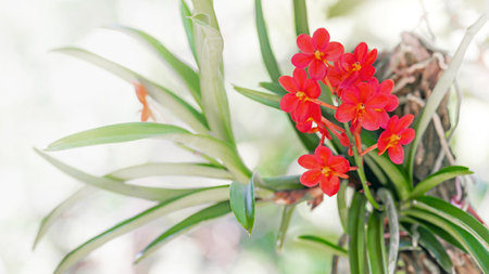 Beautiful red orchid flower in the garden with copy space.