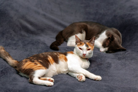 Two cats lying on a dark background. The cat is looking at the camera.