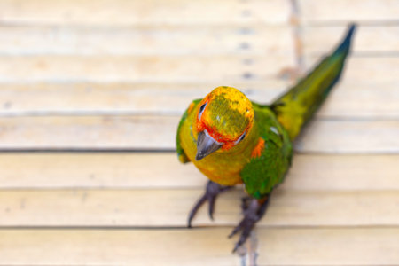 Beautiful colorful parrot sitting on bamboo background. Close up.の写真素材
