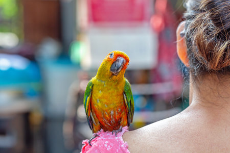 Parrot on the shoulder of a girl in a pink dress.
