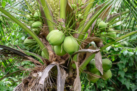 Coconut tree with coconuts in the garden, Thailand.