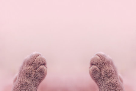 Cat's feet on a pink background. Close-up, selective focus.の写真素材