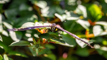 Close up of a dragonfly on a plant in the garden.の写真素材