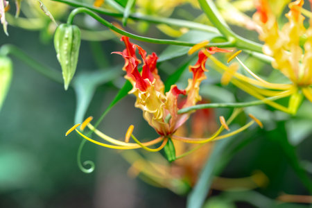 Close-up of yellow and red flower with green leaf background.の写真素材
