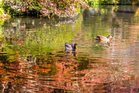 Two ducks swimming in a lake in the autumn park. Selective focus.