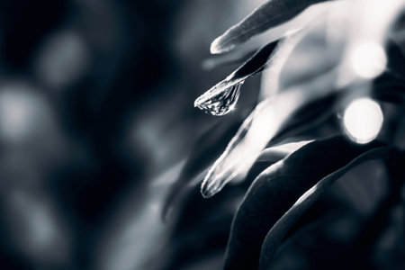 Macro shot of water droplets on a leaf. Selective focus.