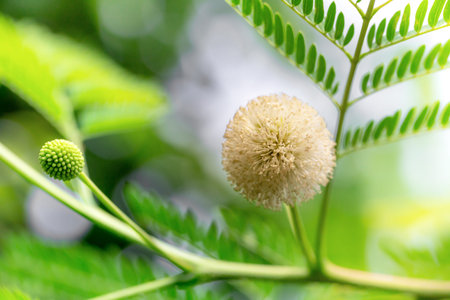 Close up of acacia tree (Acacia dealbata)