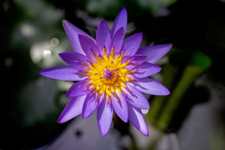 Purple lotus in the pond with bokeh background.