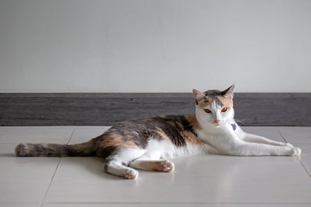 Cute cat lying on the floor