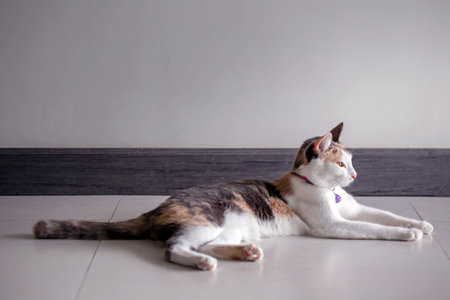 Domestic cat lying on the floor in the room with a white wall
